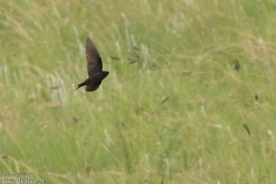 Hirondelle bleue femelle adulte, identification