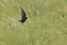 Hirondelle bleue