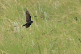 Blue Swallow