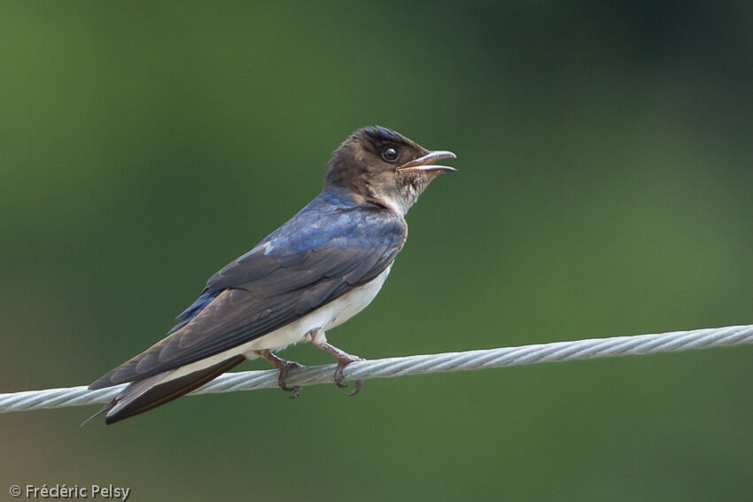 Hirondelle chalybéeadulte