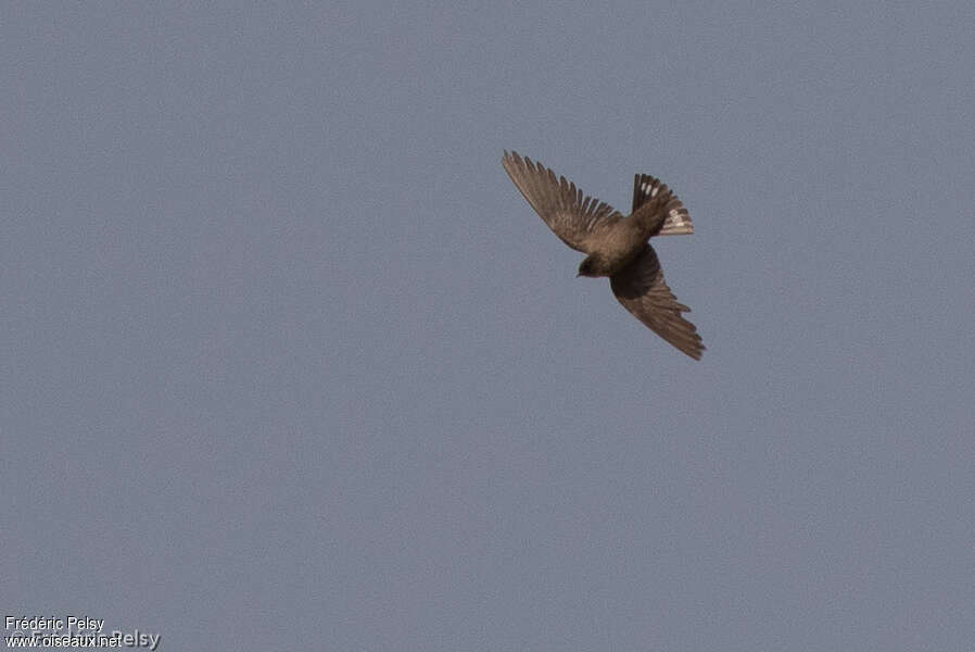 Dusky Crag Martin, Flight