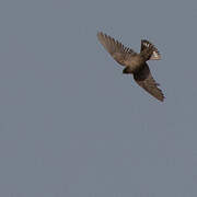 Dusky Crag Martin