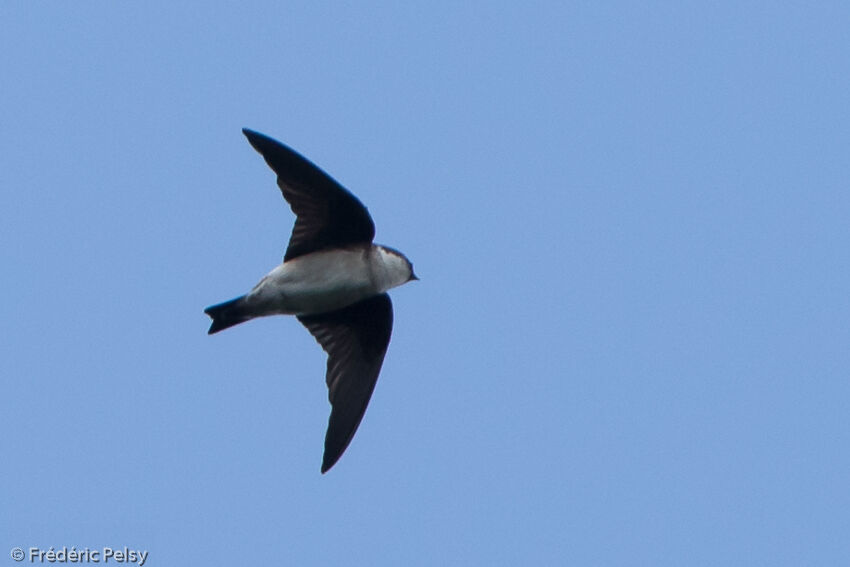 Asian House Martin