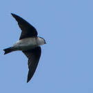 Hirondelle de Bonaparte