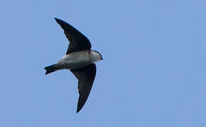 Asian House Martin