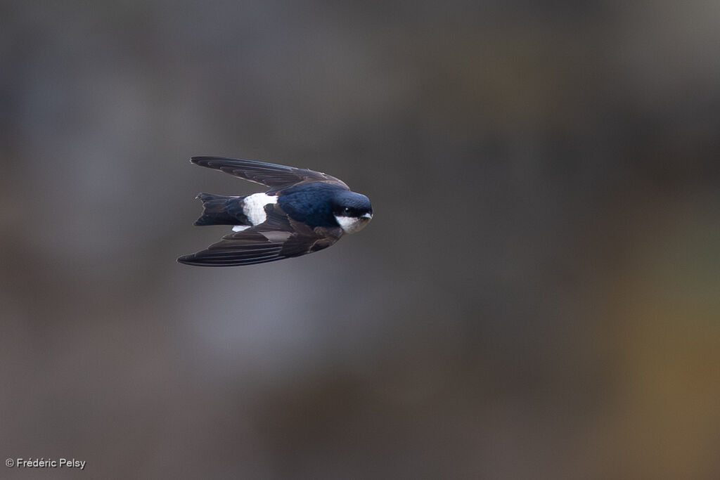 Hirondelle de Bonaparte, Vol