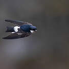 Hirondelle de Bonaparte