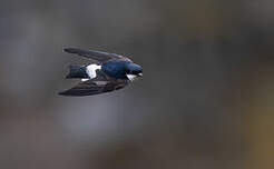 Hirondelle de Bonaparte