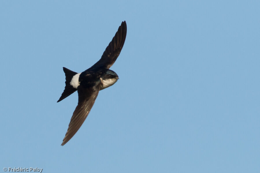 Western House Martin, Flight