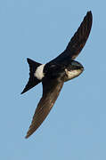 Western House Martin