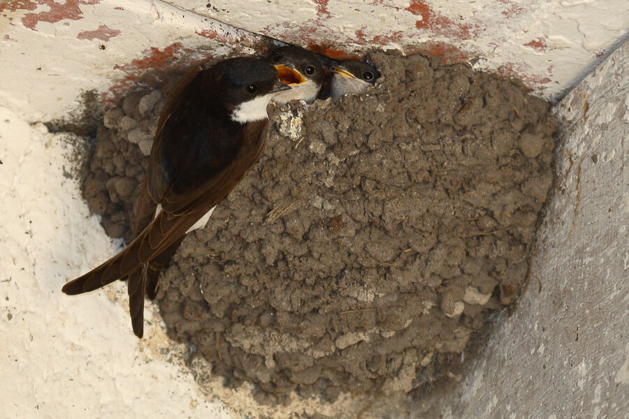 Western House Martin