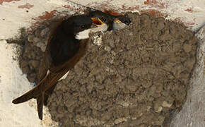 Western House Martin