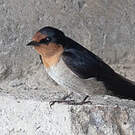Hirondelle de Java