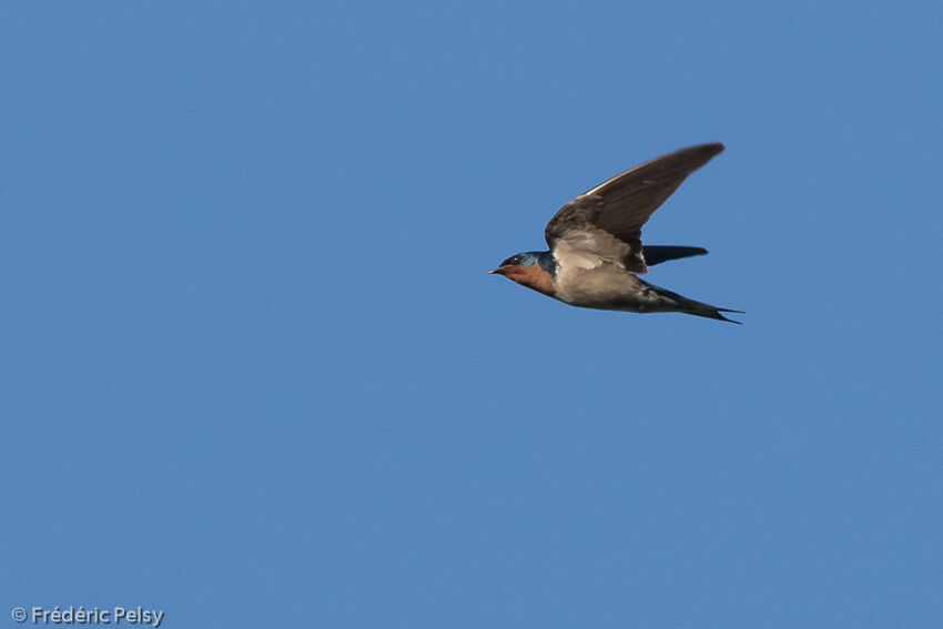 Angolan Swallowadult