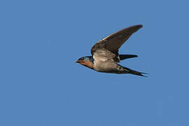 Angolan Swallow