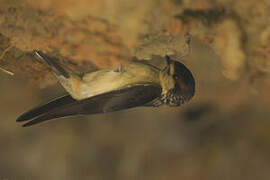 Preuss's Cliff Swallow