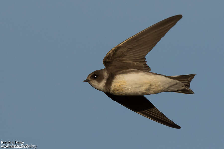 Sand Martinadult, Flight