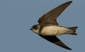 Sand Martin