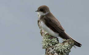 Sand Martin