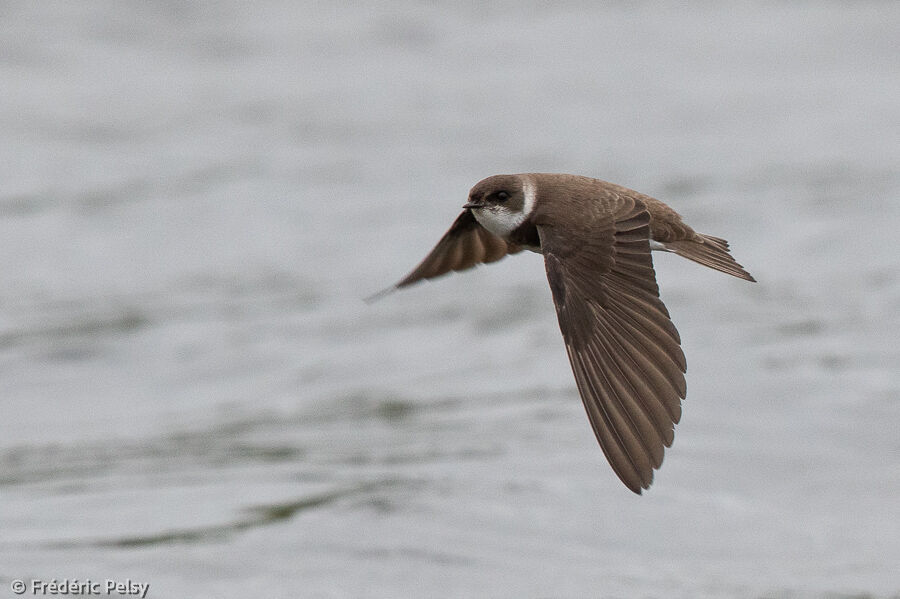 Sand Martin