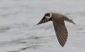 Sand Martin