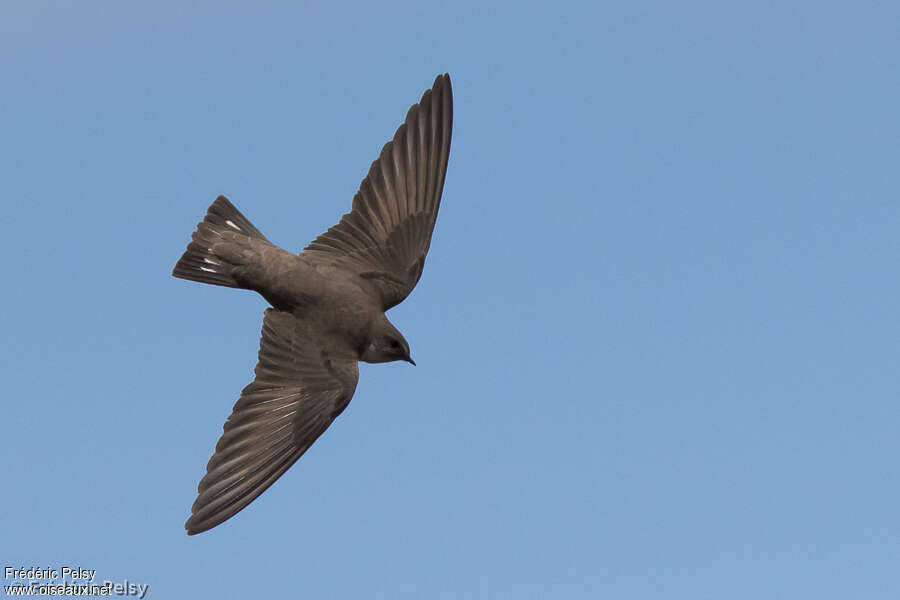 Hirondelle de rochersadulte, identification