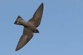 Eurasian Crag Martin