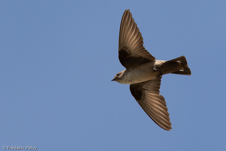 Eurasian Crag Martin