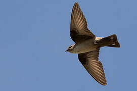 Eurasian Crag Martin