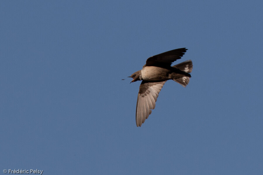 Hirondelle de rochers, Vol, pêche/chasse