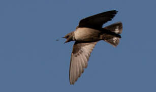 Eurasian Crag Martin