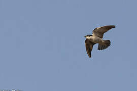 Mangrove Swallow