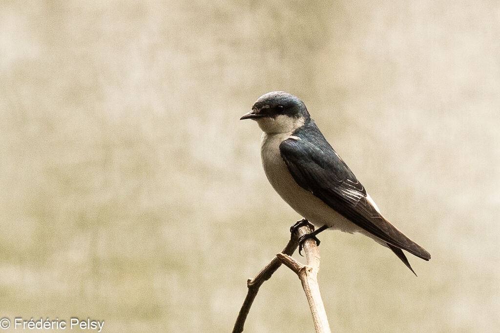 Mangrove Swallow