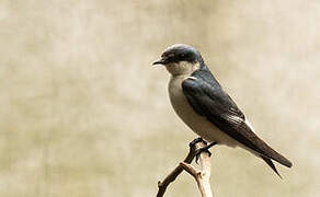 Mangrove Swallow