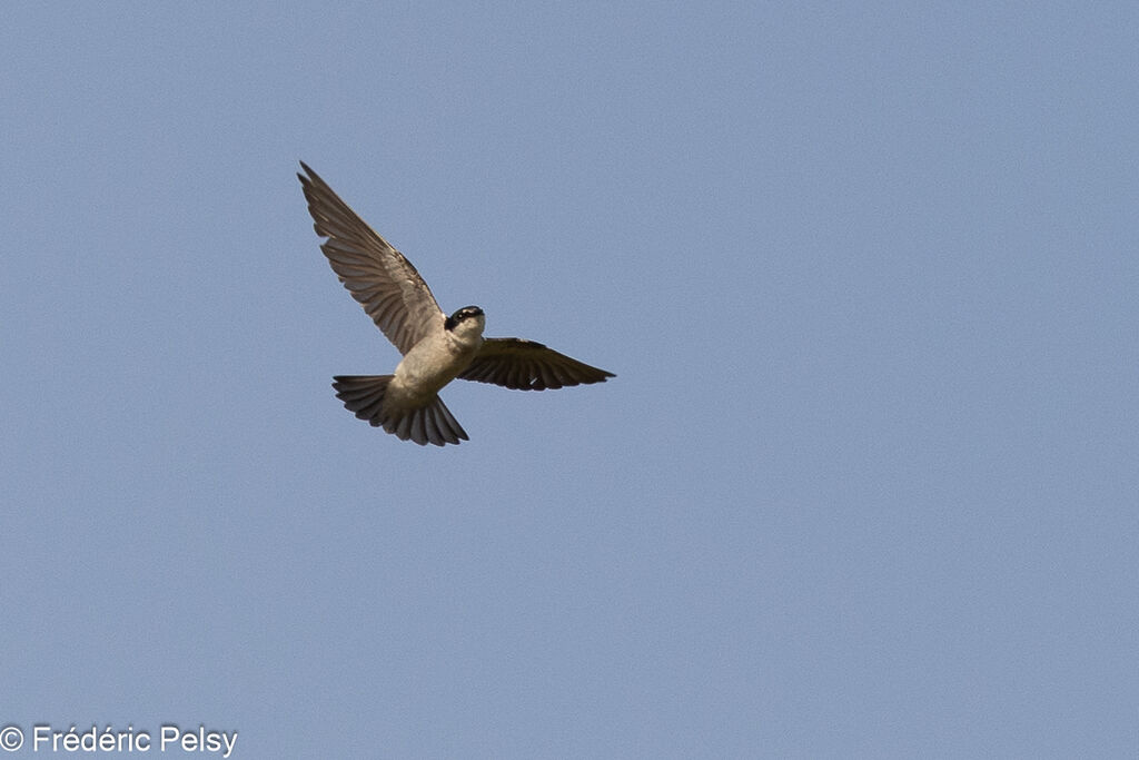 Mangrove Swallow, Flight