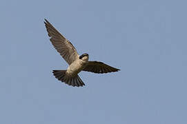 Mangrove Swallow