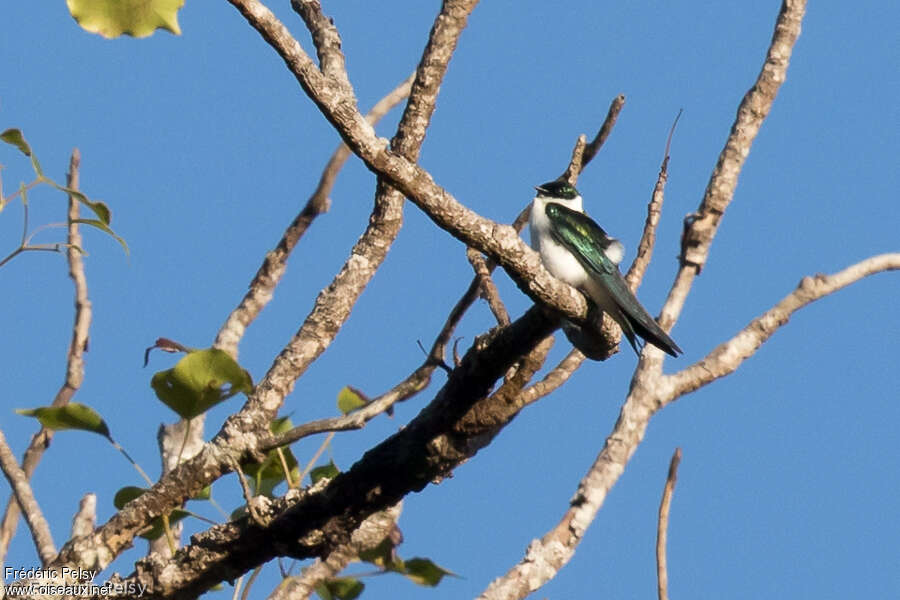 Hirondelle doréeadulte, identification