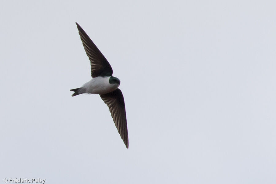 Golden Swallow, Flight