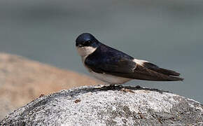 Chilean Swallow