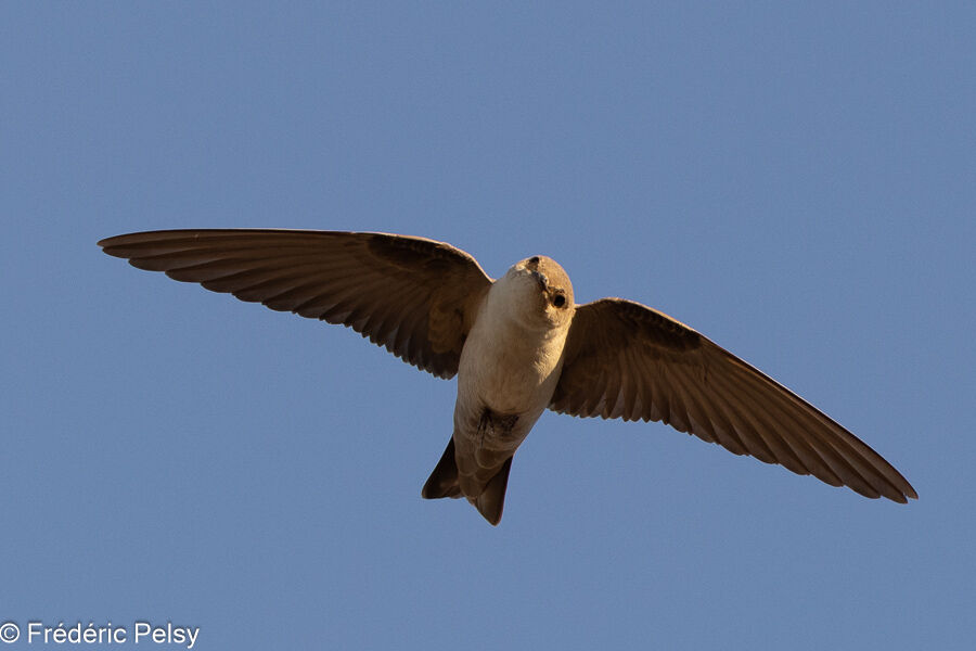 Pale Crag Martin
