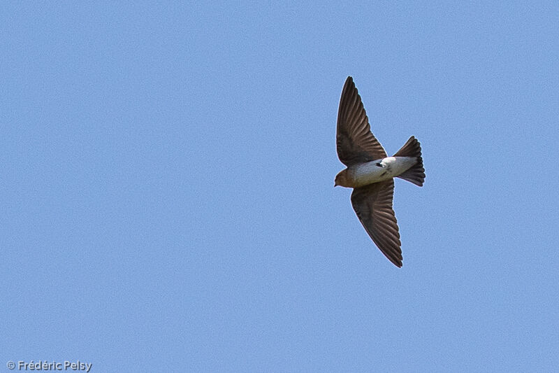 Tawny-headed Swallow, Flight