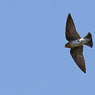 Hirondelle fardée