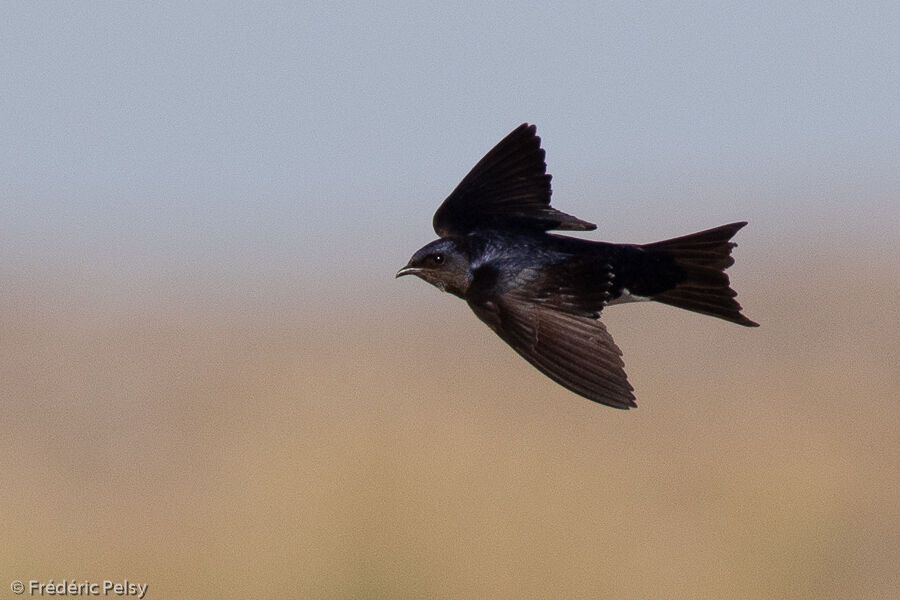 Hirondelle gracieuse, Vol