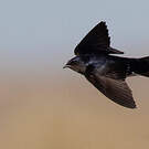 Hirondelle gracieuse
