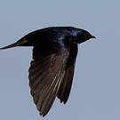 Hirondelle gracieuse