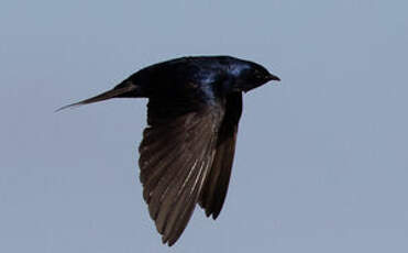 Hirondelle gracieuse