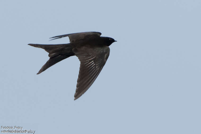 Black Saw-wingadult, Flight