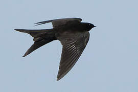 Black Saw-wing