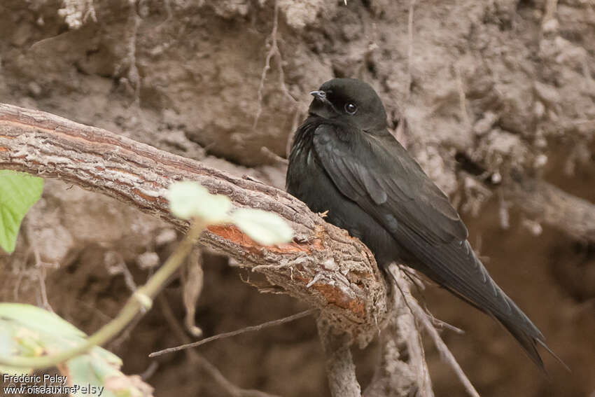 Hirondelle hérisséeadulte, identification