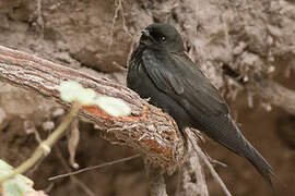 Black Saw-wing